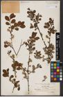 Foto von Salix aurita L.